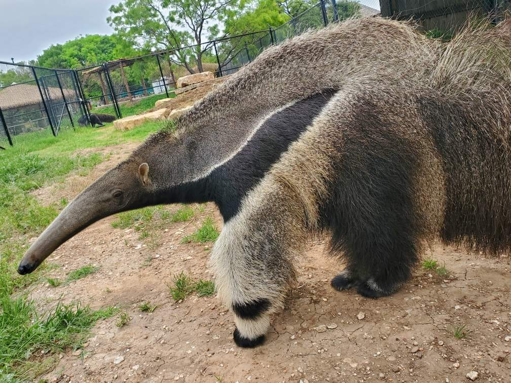 anteater 1 1 (1) min
