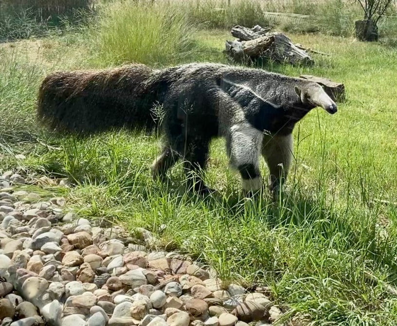 anteater 2 1 (1) min