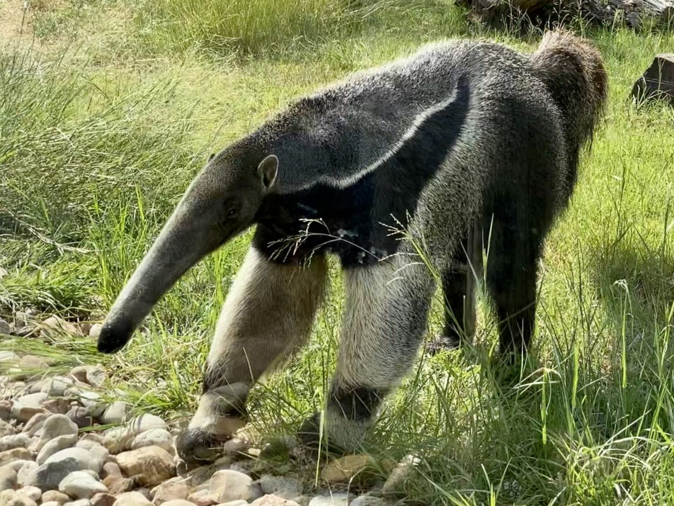 anteater 3 scaled 1 (1) min